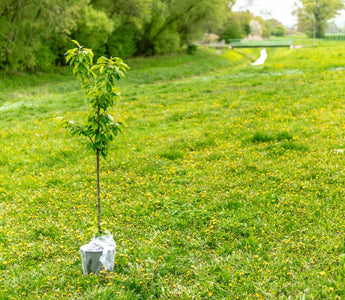 Shredall SDS Group Partners with Plant For The Planet to Plant More Trees