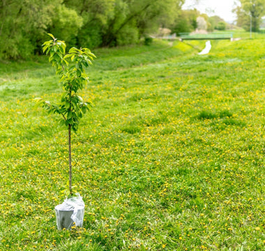 Shredall SDS Group Partners with Plant For The Planet to Plant More Trees